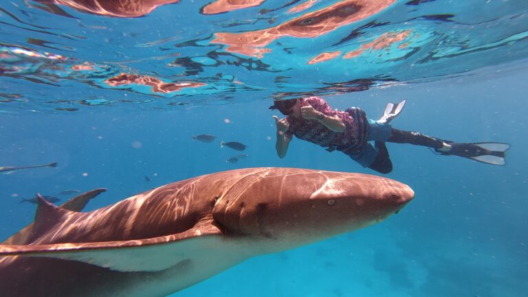 playplaymaldives Maafushi excursion shark bay snorkeling9