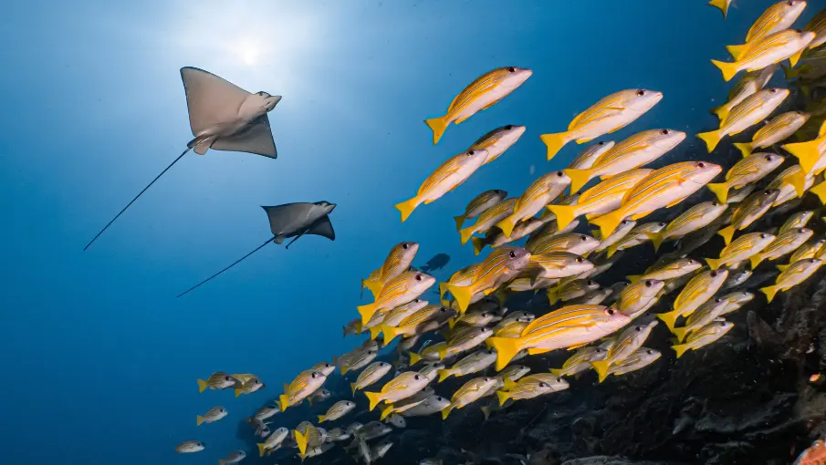 玩轉馬爾地夫_dusitD2_8