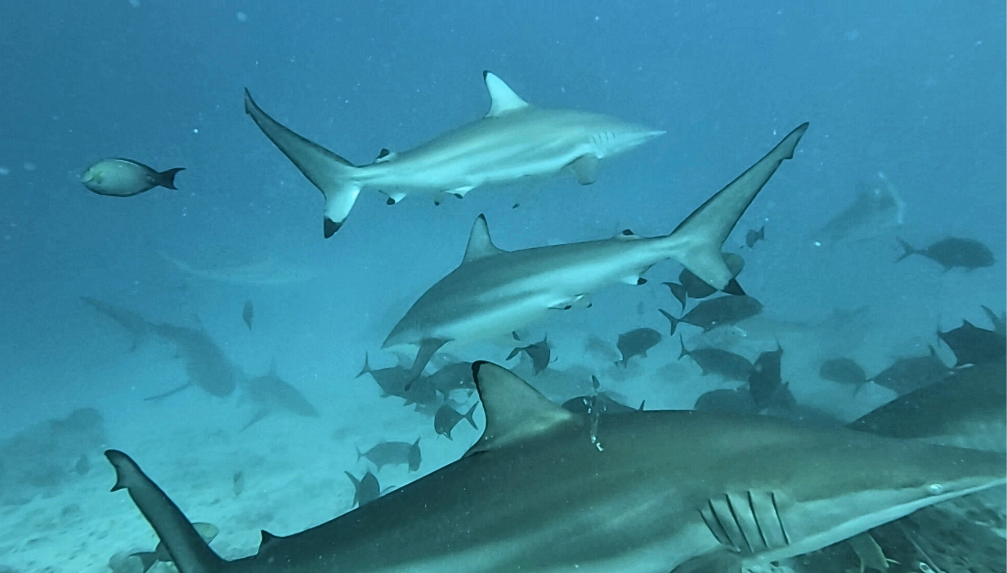 Shark Tank 1 未命名設計