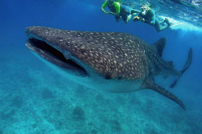 Angaga-subca-dive-Center-玩轉馬爾地夫-playplaymaldives-01