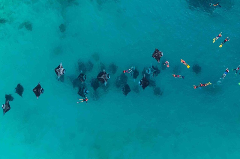 浮潛者與魟魚群的海上活動
