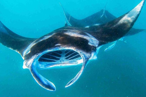 Dharavandhoo_Hanifaru_玩轉馬爾地夫_居民島_20