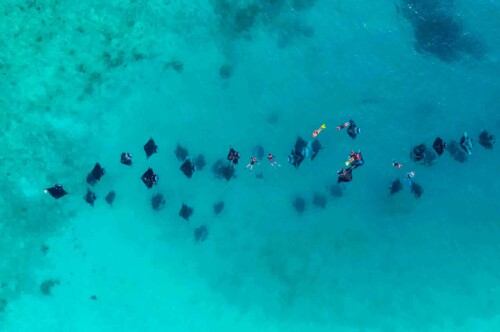 Dharavandhoo_Hanifaru_玩轉馬爾地夫_居民島_7