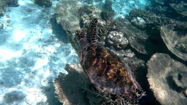 Ellaidhoo_Day_Visit_Rasdhoo_玩轉馬爾地夫7
