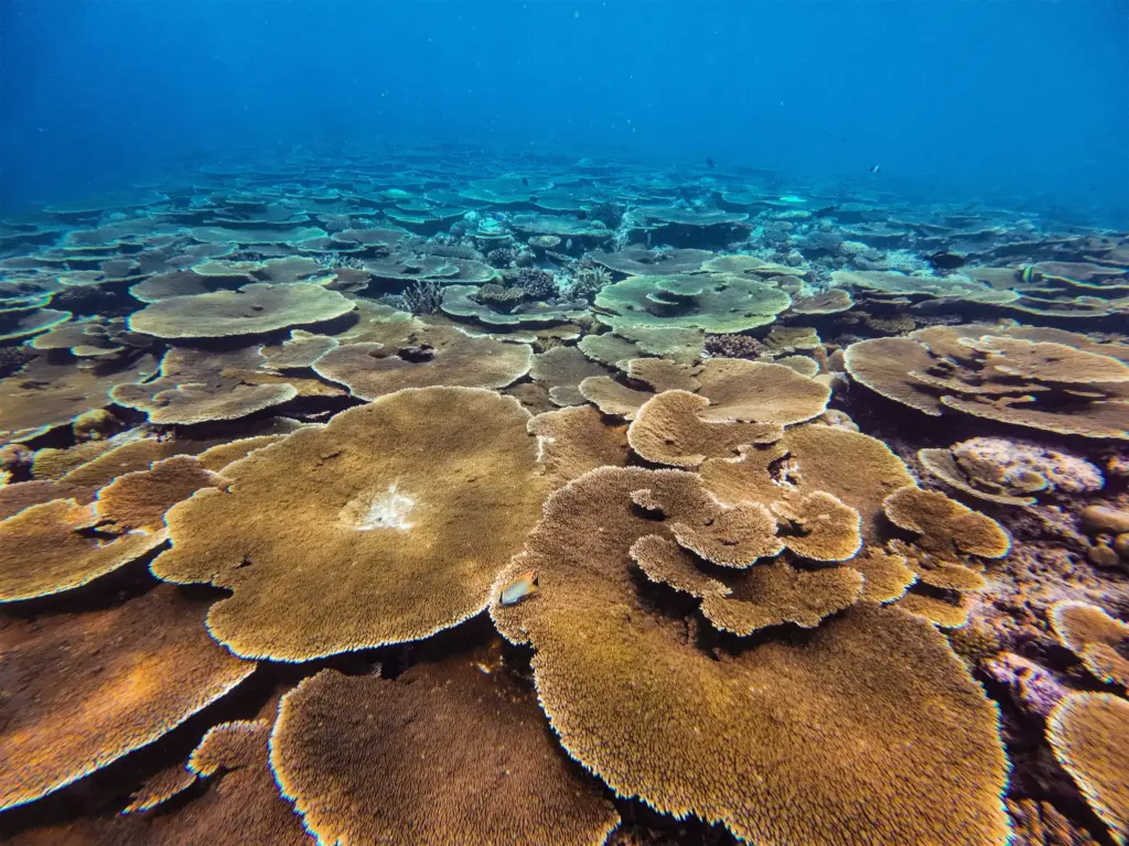 珊瑚花園浮潛 6 Fulidhoo Hoouse Reef 1