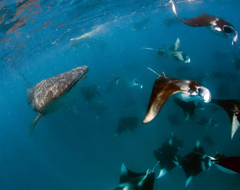 Hanifaru Bay 哈尼法魯灣蝠魟群