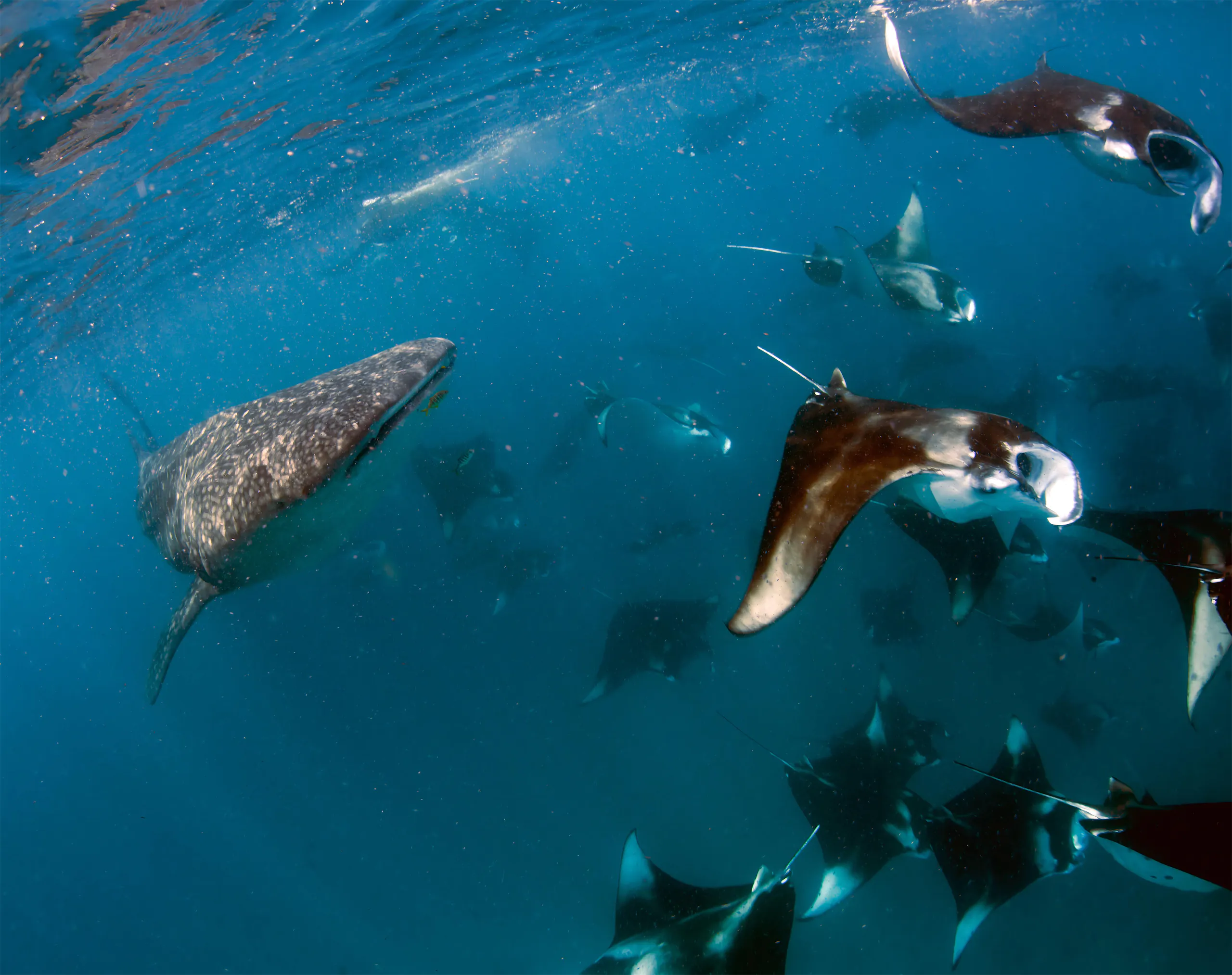 Hanifaru_whale_mantas