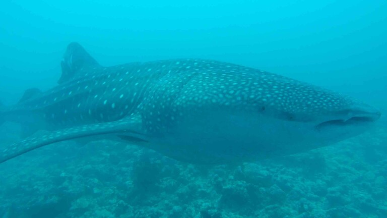 Mahibadhoo_玩轉馬爾地夫_居民島_鯨星團_27