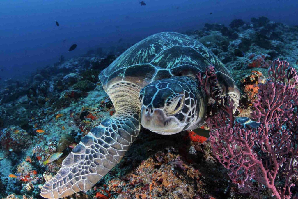 Maafushi 適合初級潛水員潛點 3 divesite Maafushi 玩轉馬爾地夫17