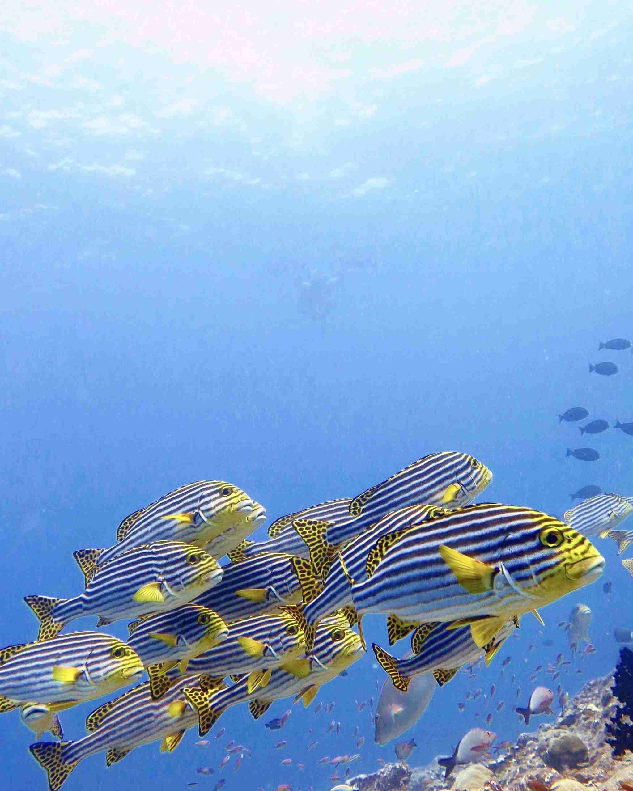 divesite_Maafushi_玩轉馬爾地夫36