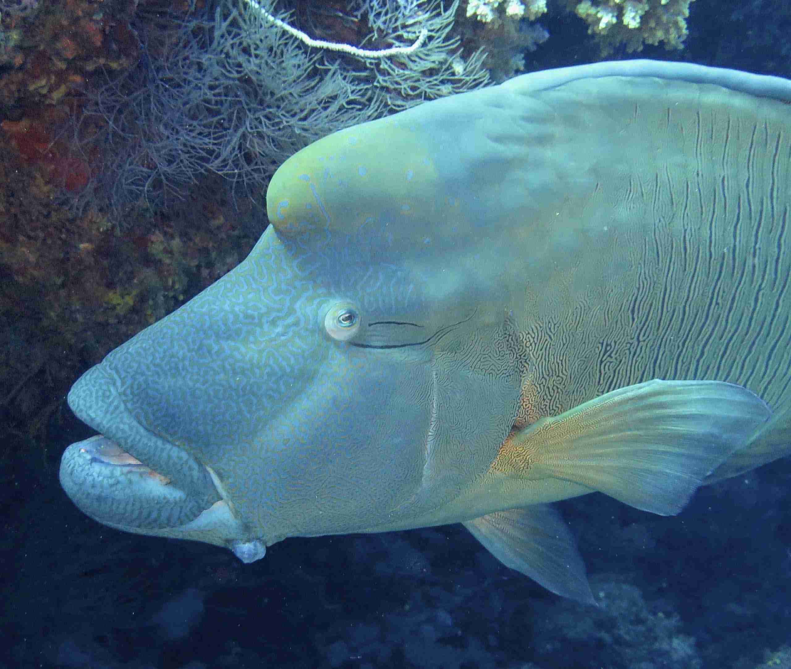 divesite_Maafushi_玩轉馬爾地夫37