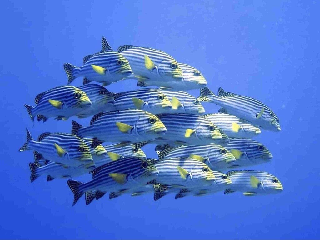 Maafushi 適合進階潛水員潛點 5 divesite Maafushi 玩轉馬爾地夫50