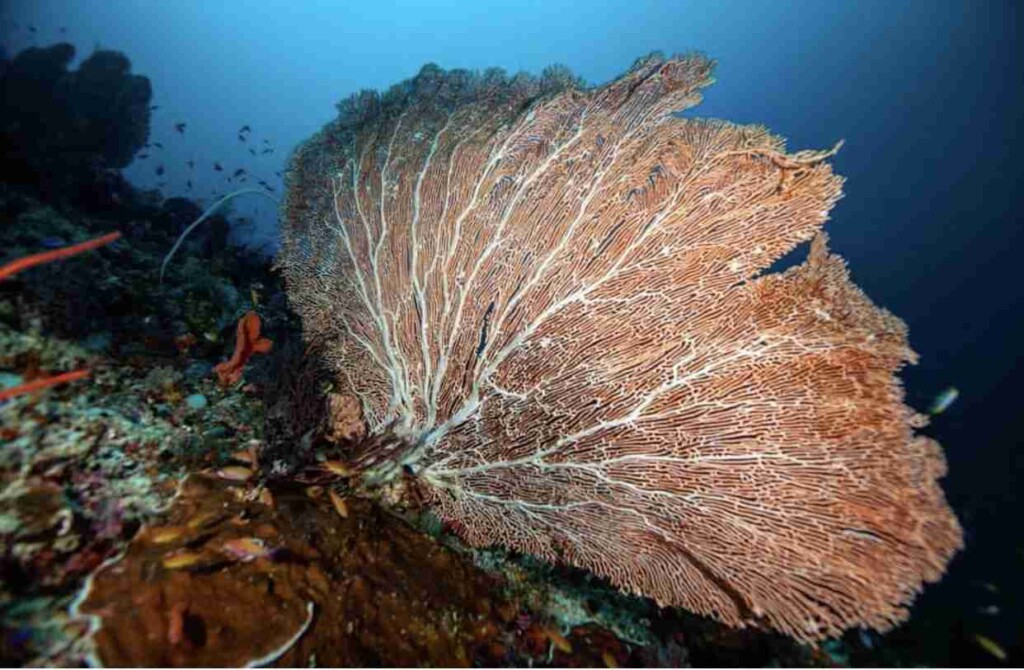 Maafushi 適合初級與進階潛水員潛點 4 divesite Maafushi 玩轉馬爾地夫6