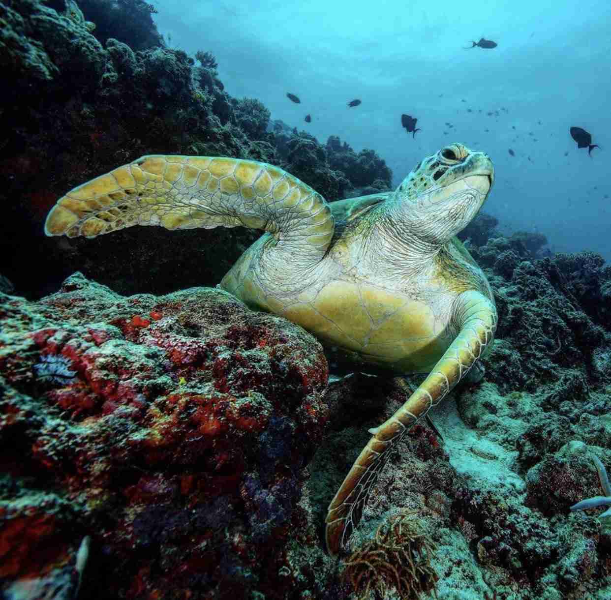 divesite_Maafushi_玩轉馬爾地夫8