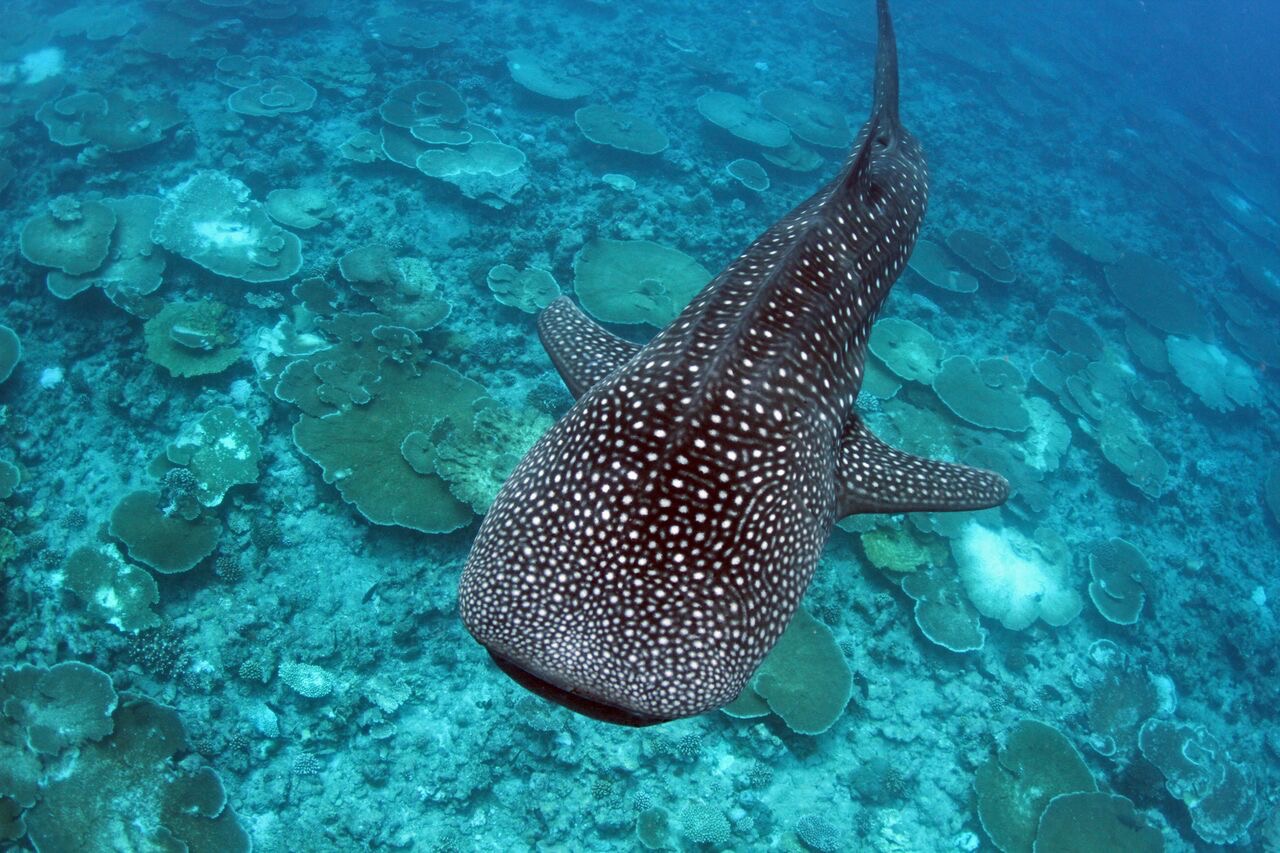 whaleshark