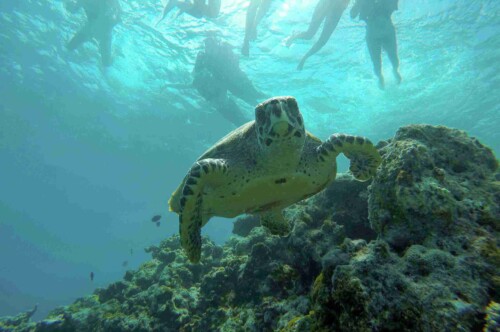 浮潛_蜜月團_馬爾地夫_maldives_1.jpg