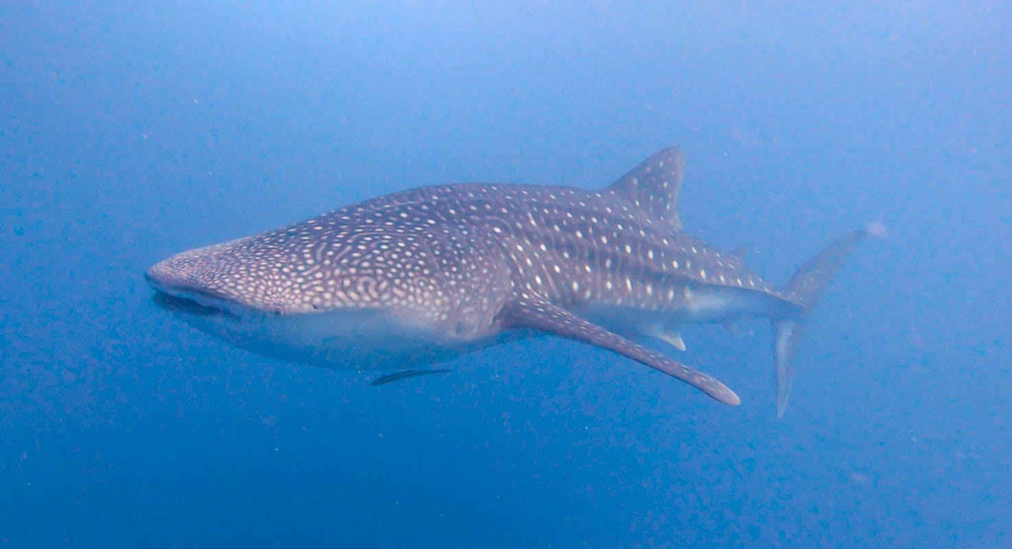 玩轉馬爾地夫_Mahibadhoo_5