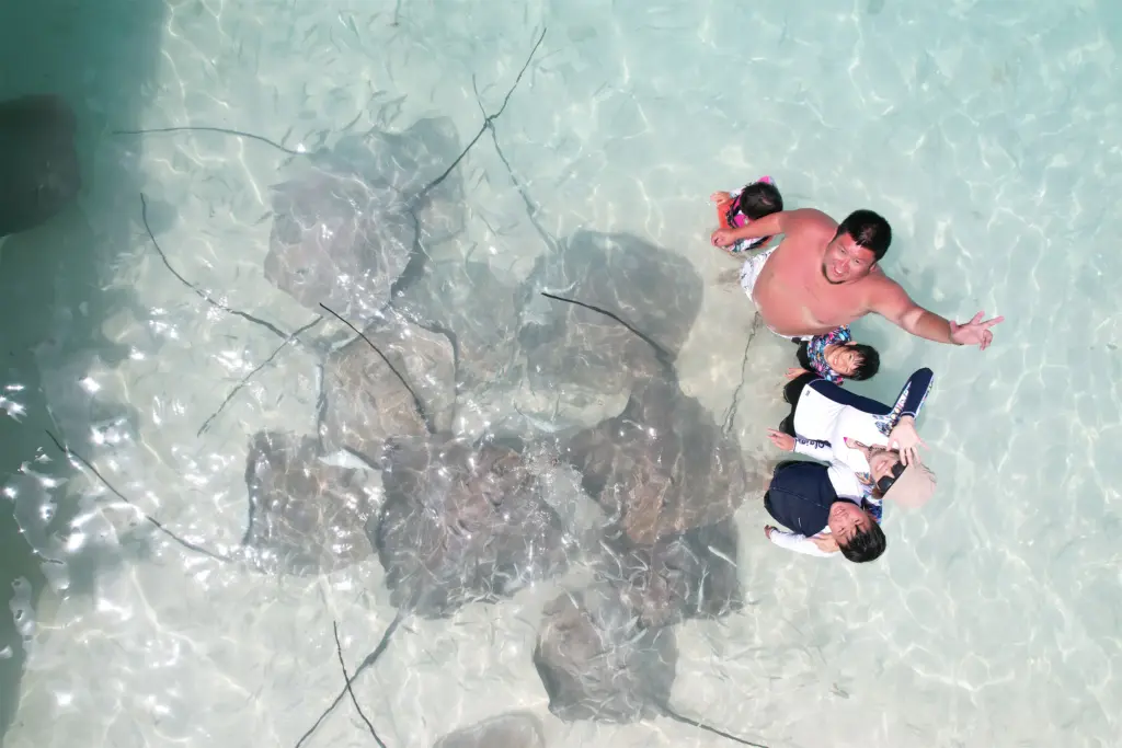 魟魚餵食秀 5 玩轉馬爾地夫 自由潛水 Fulidhoo Stingray 1