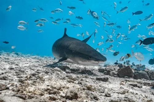 虎鯊在珊瑚礁海床與魚群共游