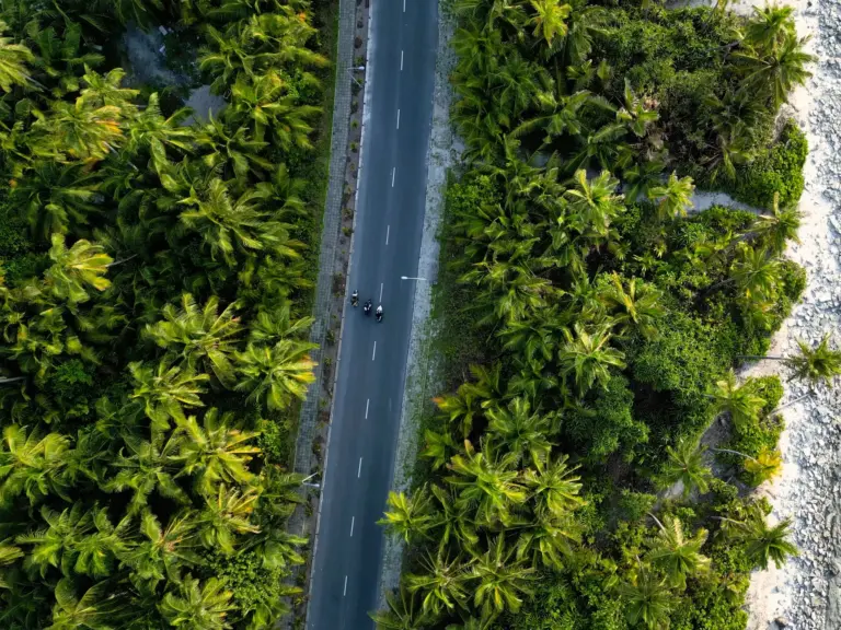穿越棕櫚林的道路空拍