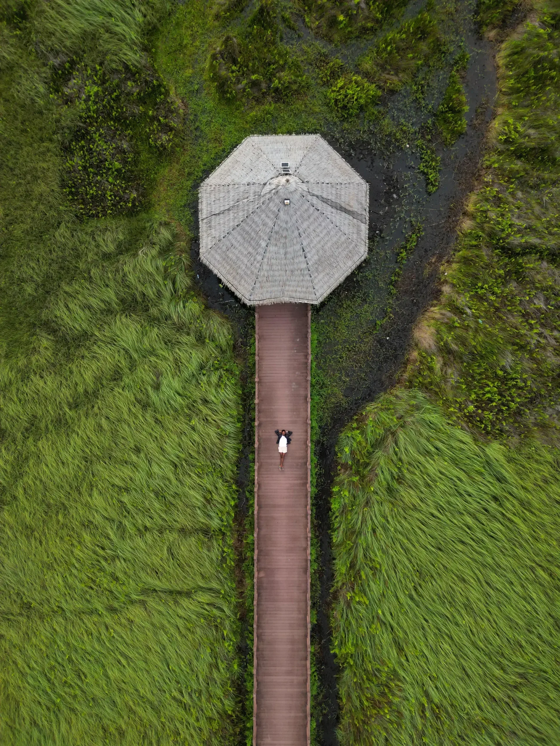 虎鯊陸遊